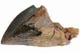 Triceratops Tooth From South Dakota - Unworn Crown #73871-2